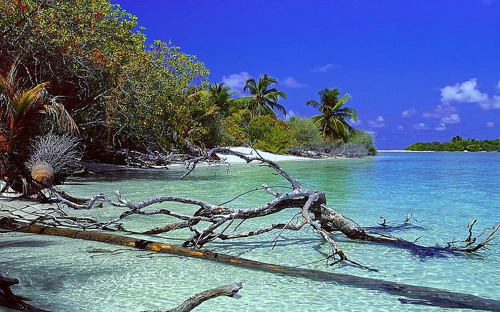 bruna trädstammar, natur, landskap, öde ö, strand, träd, döda träd, palmer, hav, sand, vatten, tropisk, sommar, Maldiverna, HD tapet