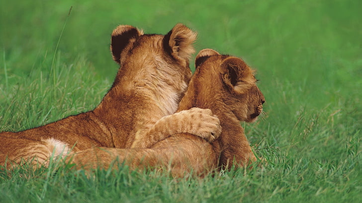 two brown lioness on green grass photography, lions, couple, young, grass, lie, HD wallpaper
