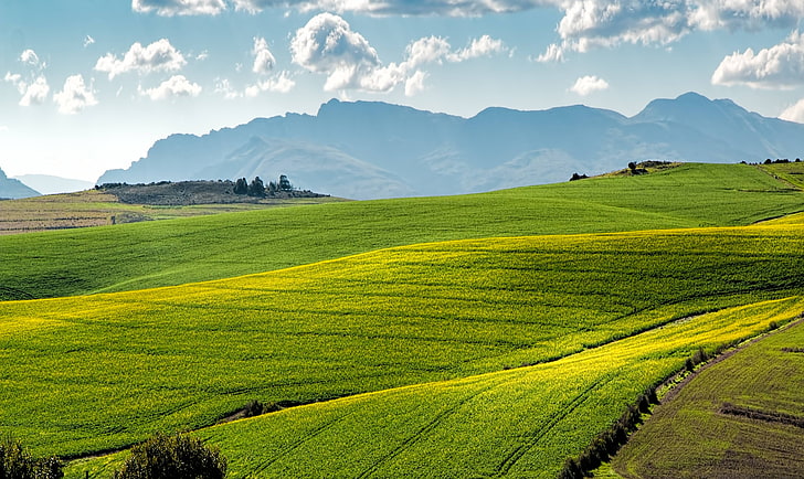 farm, fields, green, canola, agriculture, rolling, hills, HD wallpaper