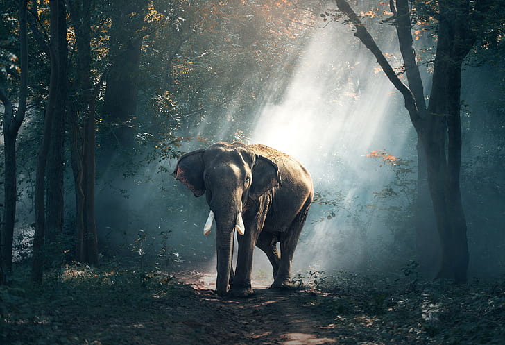 photography, elephant, HD wallpaper
