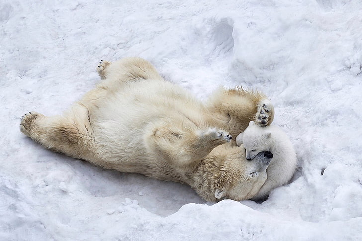 niedźwiedzie polarne, przyroda, zwierzęta, zima, niedźwiedzie polarne, dzika przyroda, małe zwierzątka, śnieg, zabawa, Tapety HD