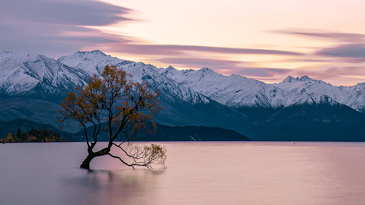 水、ニュージーランド、ワナカ湖、山の湖、地平線、孤独な木、ピンクの空、冬、夜明け、自然、穏やか、山脈、朝、山、湖、孤独な木、空、 HDデスクトップの壁紙