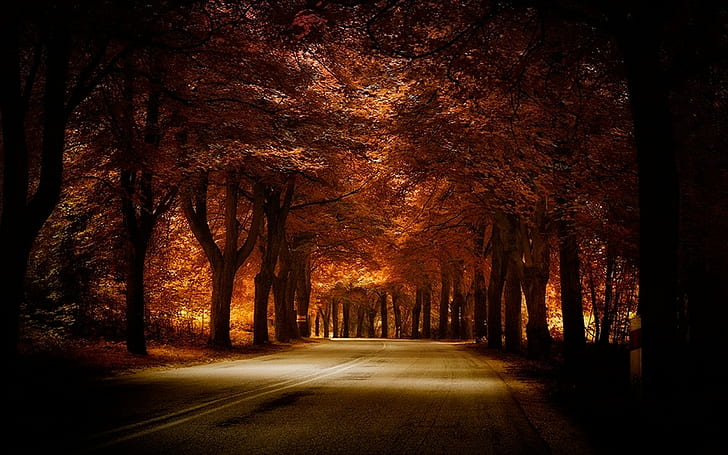 тоннель, пейзаж, деревья, янтарь, трава, тень, осень, дорога, природа, HD обои