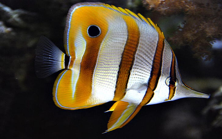 Copper Banded Butterfly Fish Wallpaper Hd, HD wallpaper