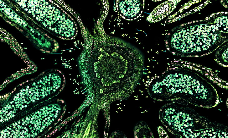 trippy, cells, biology , green, HD wallpaper