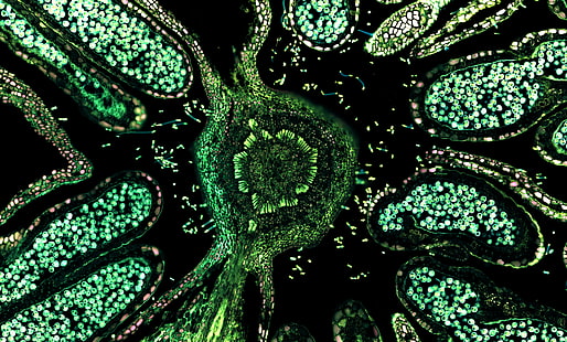 trippy, cells, biology , green, HD wallpaper HD wallpaper