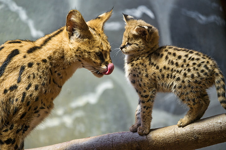 dwa żbiki i kotki, język, kot, kłoda, młode, kotek, serwal, © Tambako The Jaguar, Tapety HD