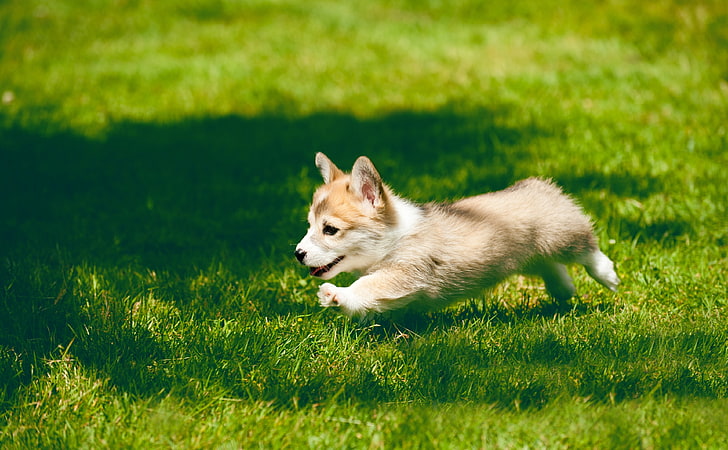 Pembroke Welsh Corgi Puppy Running, short-coated tan and white puppy, Animals, Pets, Summer, Happy, Grass, Running, Puppy, Corgi, Energy, Outdoor, Sweet, Cute, Lovely, Adorable, popular, cuteness, dogbreed, PembrokeWelshCorgi, WelshCorgi, dwarfdog, playfull, agility, HD wallpaper
