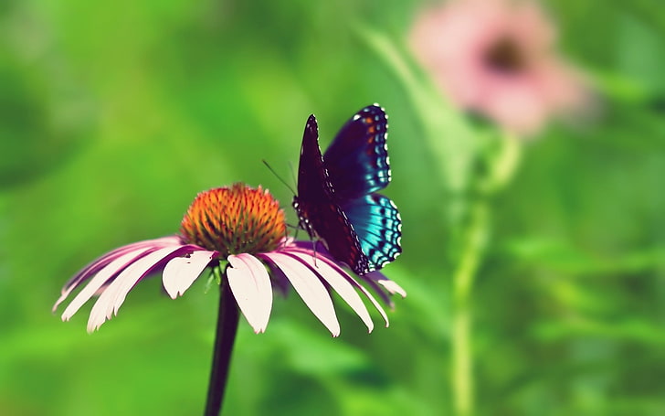 blue and black butterfly, butterfly, flower, beautiful, flying, field, HD wallpaper