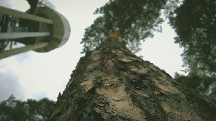 pohon, pohon pinus, hutan, Wallpaper HD