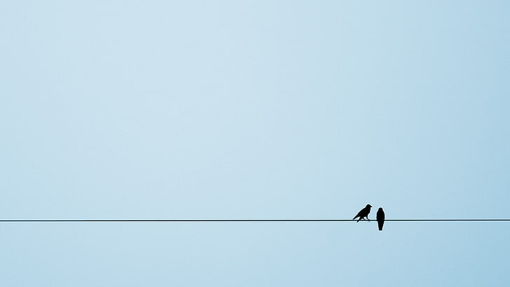 two black birds, animals, birds, European magpie, crow, ropes, simple background, silhouette, HD wallpaper