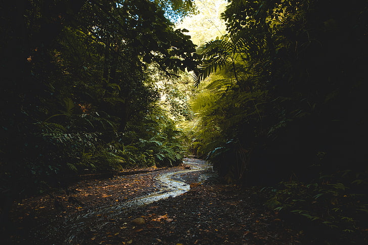 pohon daun hijau, alam, lanskap, hutan, sungai, jalan setapak, aliran, Wallpaper HD