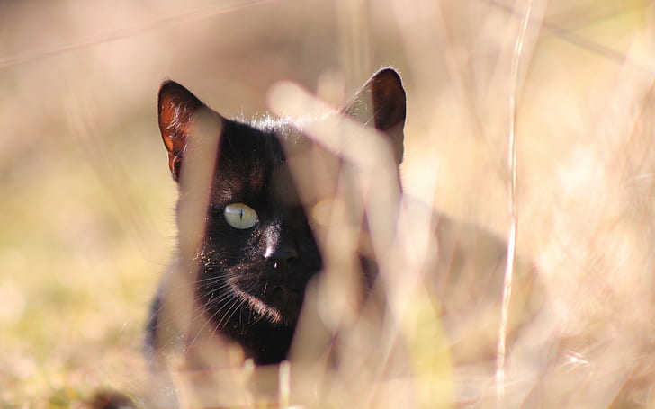hewan, kucing, kucing hitam, kedalaman bidang, Wallpaper HD