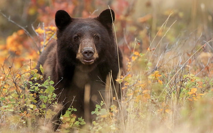 black bear, bear, american black bear, grass, muzzle, HD wallpaper