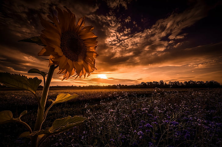 Earth, Sunset, Field, Flower, Nature, Sky, Sunflower, HD wallpaper |  Wallpaperbetter