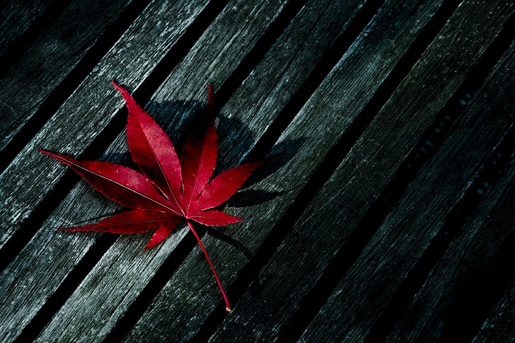 folha de bordo vermelho, vermelho, folha, árvore, HD papel de parede