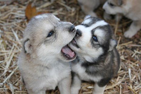 dua anak anjing abu-abu dan hitam berlapis pendek, Siberian Husky, anjing, anak anjing, hewan bayi, hewan, Wallpaper HD HD wallpaper