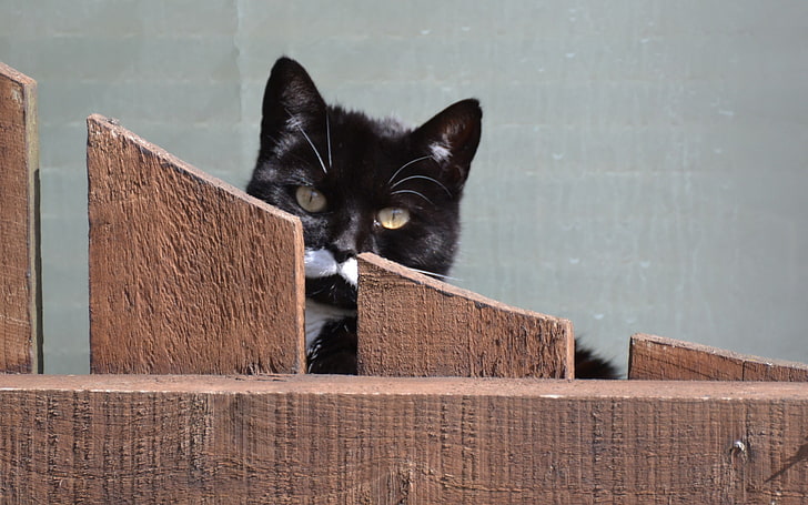 black and white cat, cat, fence, peek, muzzle, HD wallpaper