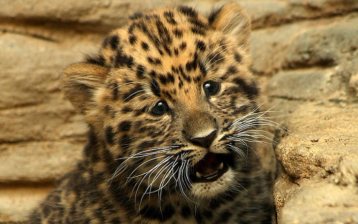 leopard cub, cheetah, small, baby, kitty, cat, HD wallpaper