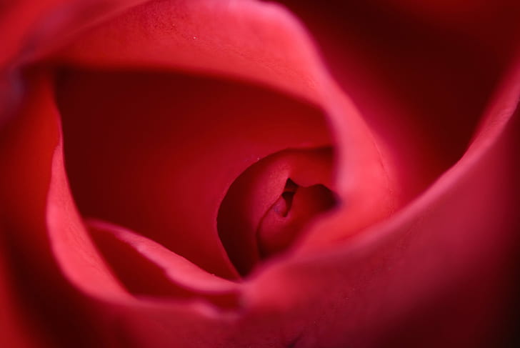 micro photography of red Rose, micro, photography, Mouseion, macro, Gallery, Fantastic, Shots, petal, nature, flower, close-up, rose - Flower, single Flower, backgrounds, red, beauty In Nature, plant, HD wallpaper