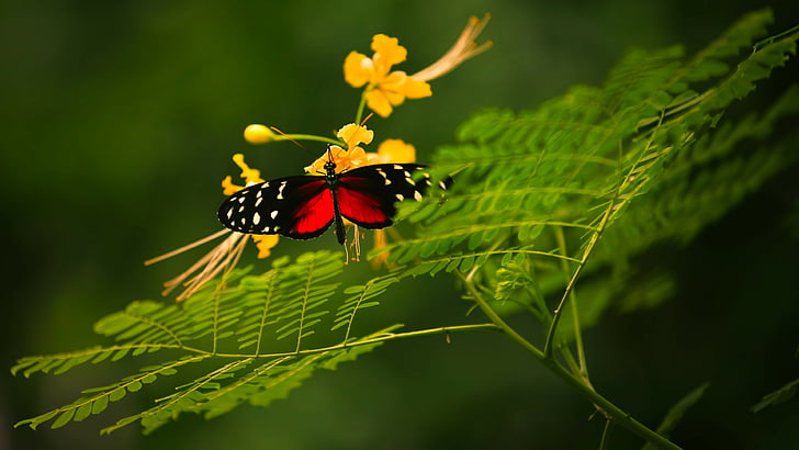 macro shot photography of red and black butterfly, Beautiful Butterfly, red wings, green background, wild nature, yellow flowers, insects, HD wallpaper