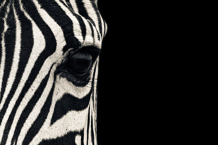 zebras chrome safari stripes chrome os mario moreno Video Games Mario HD Art , chrome, stripes, zebras, safari, chrome os, mario moreno, HD wallpaper