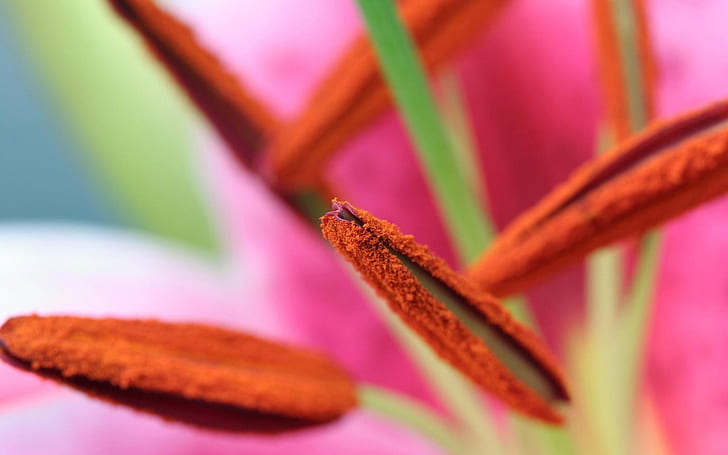 Macro close-up of pollen, Macro, Pollen, HD wallpaper