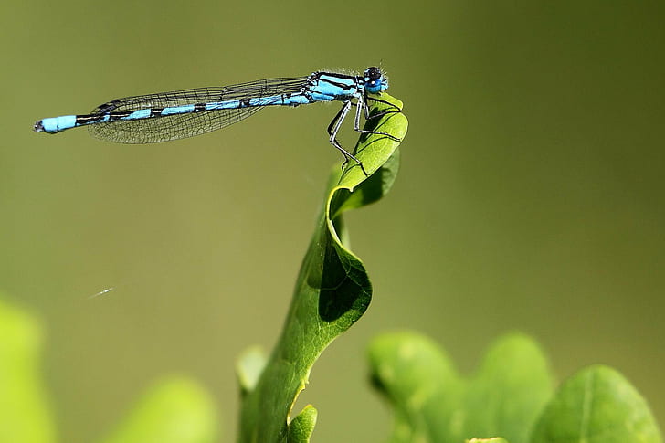 selective focus photo of flying insect, common blue damselfly, common blue damselfly, Common Blue Damselfly, Harold, Country Park, selective focus, photo, insect, Country  Park, Common  Blue  Damselfly, odonate, dragonfly, nature, animal, summer, wildlife, close-up, outdoors, green Color, HD wallpaper