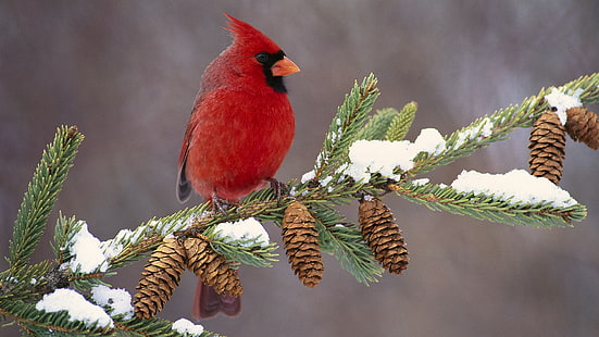 червена птица, кардинал, птица, цвят, клон, сняг, HD тапет HD wallpaper