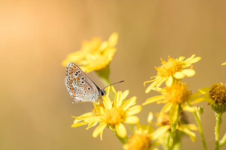 Common Blue Butterfly on yellow flower during daytime, Collier, de, corail, Common Blue, Blue Butterfly, yellow, flower, daytime, Argus, papillon, nature, wildlife, WOW, insect, butterfly - Insect, animal, animal Wing, summer, beauty In Nature, close-up, HD wallpaper
