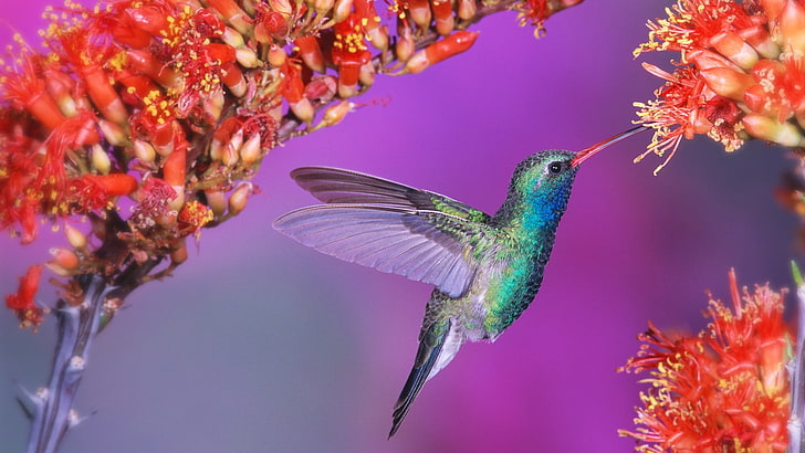 hummingbird, fauna, pollinator, nectar, beak, bird, flower, HD wallpaper