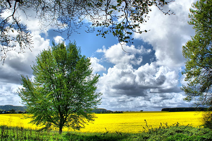 зеленый лист дерево на поле под кучевые облака, рапс, рапс, рапс, поле, гора фарли, версия, зеленый лист, дерево, кучевые облака, винчестер хэмпшир, природа, желтый, сельская сцена, сельское хозяйство, небо, на открытом воздухе, пейзаж, синий,лето, рапс масличный, облако - небо, луг, весна, ферма, HD обои
