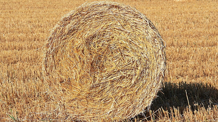 agriculture, cattle feed, cereals, cornfield, dry, field, golden, harvest, harvest time, harvested, nature, role, round bales, straw, straw box, straw harvest, straw role, stubble, summer, HD wallpaper