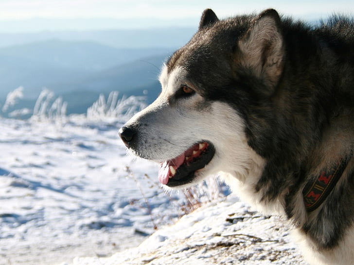 Tiere schöne Winter Wolf Tiere Hunde HD Art, Winter, Natur, schön, Tiere, Schnee, Hund, HD-Hintergrundbild