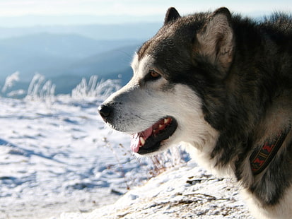 Tiere schöne Winter Wolf Tiere Hunde HD Art, Winter, Natur, schön, Tiere, Schnee, Hund, HD-Hintergrundbild HD wallpaper
