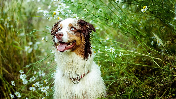 kurzhaariger brauner und weißer Hund, Tiere, Hund, HD-Hintergrundbild