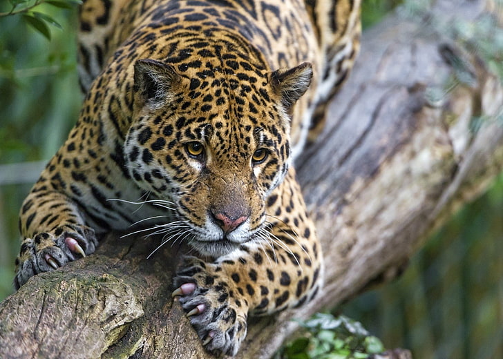 Carnivore, cat, jaguar, Logs, muzzle, paws, wild, zoo, HD wallpaper