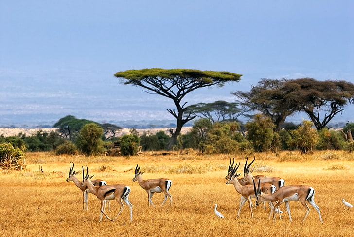 Herde von Antilopen, Landschaft, Savanne, Afrika, Antilopen, afrikanische Landschaft, Savanne, Antilope, Safari, HD-Hintergrundbild