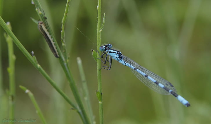 macro photography of blue dragonfly, DHG, Tamron, macro photography, blue, dragonfly, Pentax K5, nature, insect, animal, wildlife, close-up, summer, damselfly, HD wallpaper