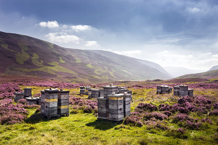nature, Scotland, United Kingdom, beehive, apiary, Auchallater, HD wallpaper