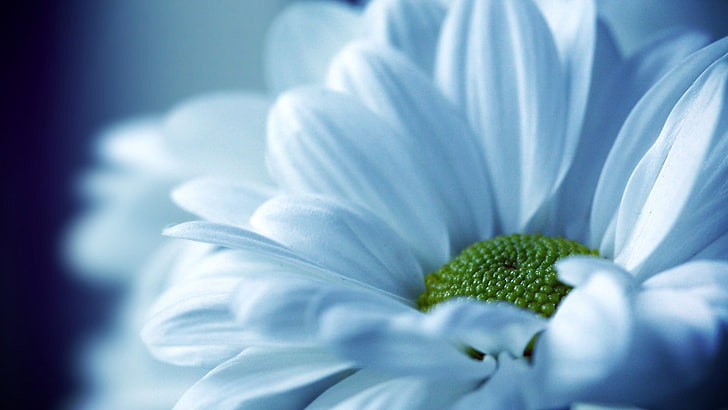 margaritas blancas, flores, macro, flores blancas, plantas, Fondo de pantalla HD