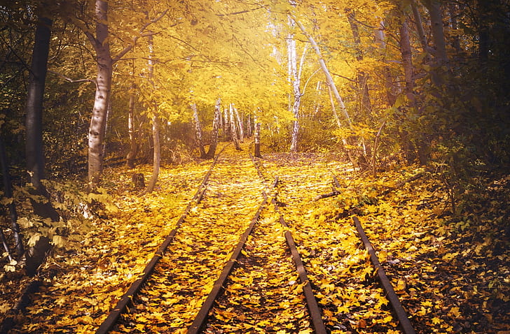 jalur kereta api, alam, pohon, lanskap, dedaunan, Wallpaper HD