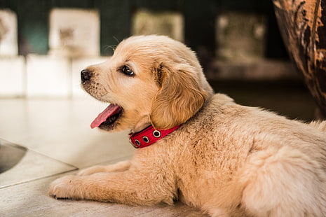 light retriever puppy, golden retriever, puppy, lying, collar, HD wallpaper HD wallpaper