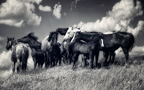 dois cavalos preto e brancos, animais, cavalo, monocromático, HD papel de parede HD wallpaper
