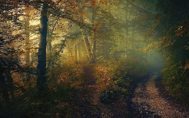 霧の壁紙、秋、森、パス、低木、木、霧、日光、自然、風景と背の高い木、 HDデスクトップの壁紙