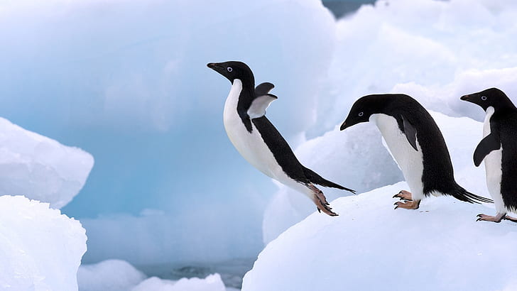 лед, прыжок, пингвин, HD обои