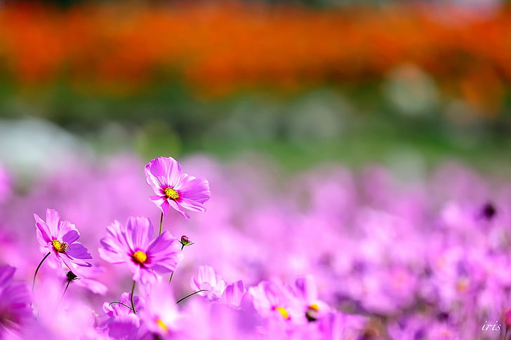 ดอกไม้สีชมพูและสีขาวกลีบดอกธรรมชาติดอกไม้คอสมอส (ดอกไม้) พืช, วอลล์เปเปอร์ HD