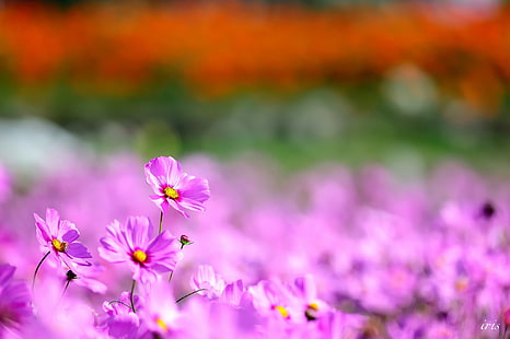 بتلات الزهور الوردية والبيضاء ، الطبيعة ، الزهور ، كوزموس (زهرة) ، النباتات، خلفية HD HD wallpaper