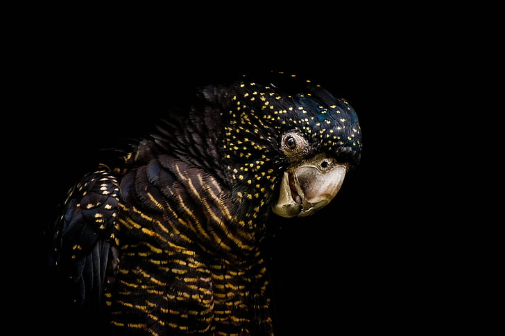 bird, parrot, black background, the dark background, Funeral cockatoo banks, Red-tailed black cockatoo, HD wallpaper