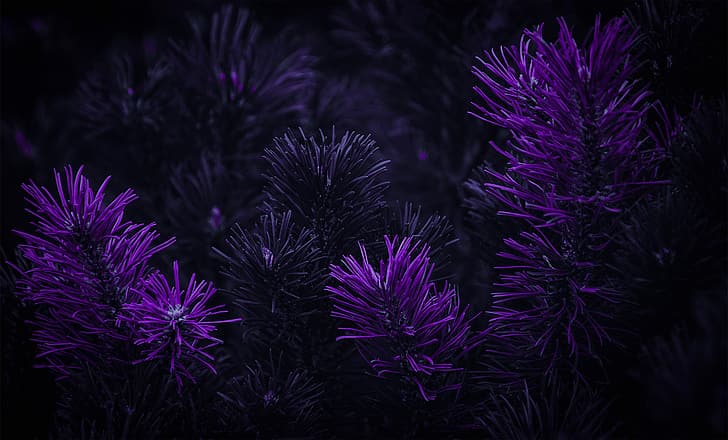 dark, purple background, Photoshop, matte paint, flowers, HD wallpaper